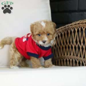 Brady, Cavapoo Puppy